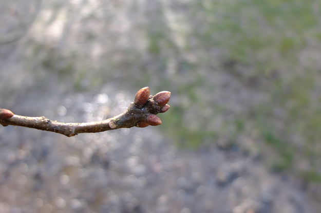 March close-up photo