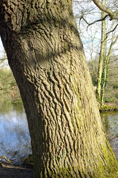 March close-up photo