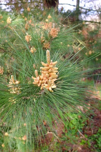 March close-up photo