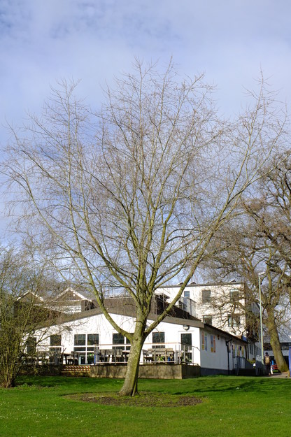 March tree photo