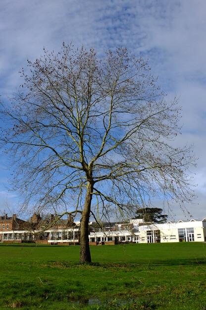March tree photo