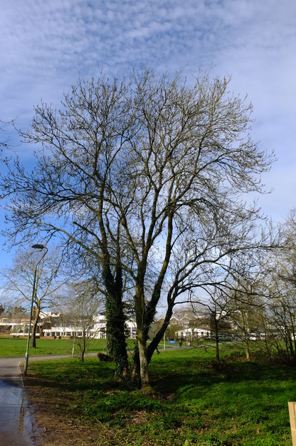 March tree photo