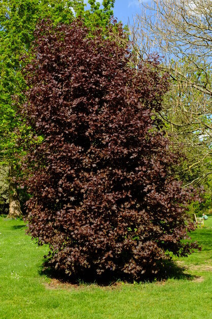 Photo of Acer platanoides cultivar