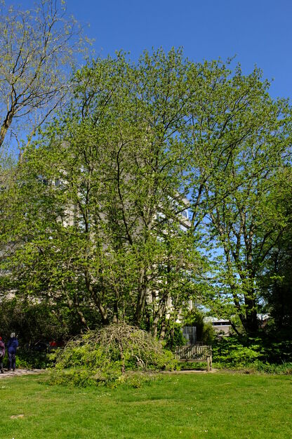 April tree photo