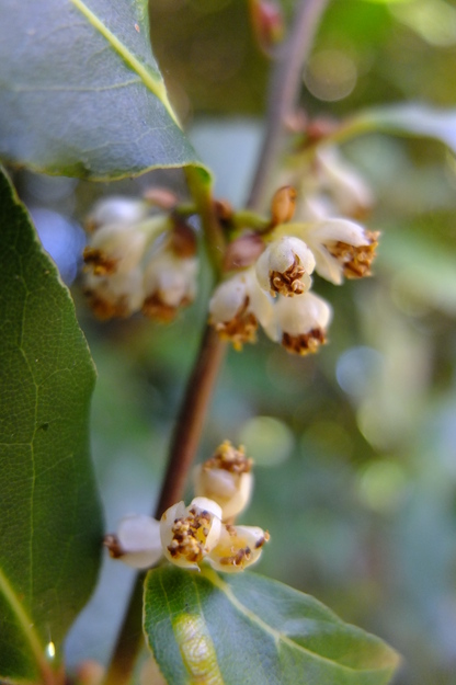 April close-up photo