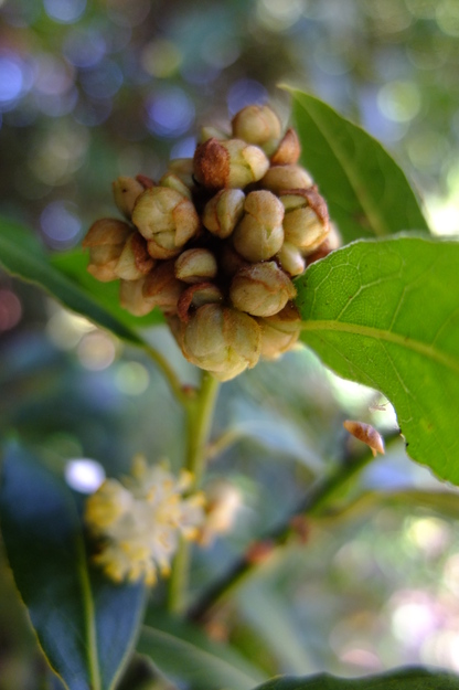 April close-up photo