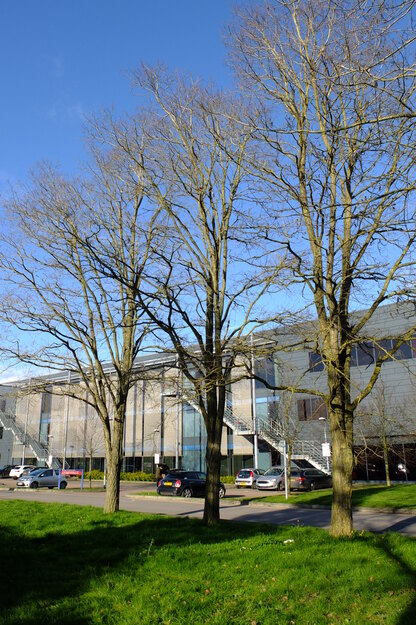 March tree photo