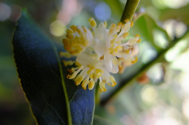 April close-up photo