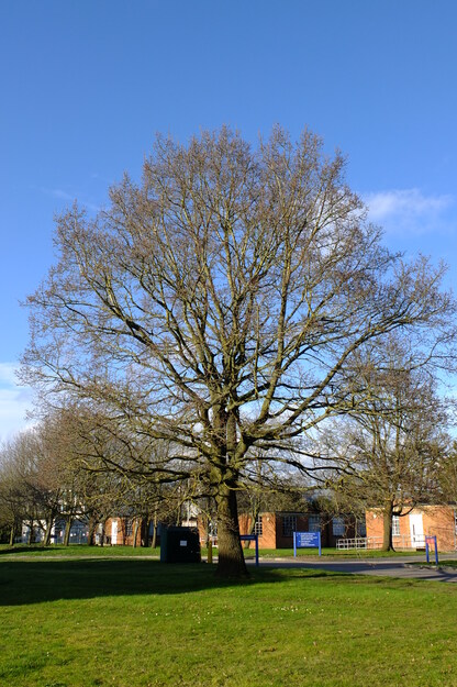 March tree photo