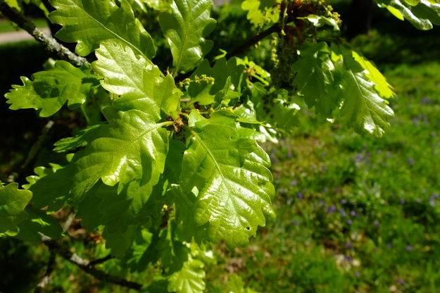 April close-up photo