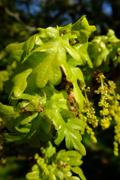April close-up photo