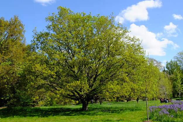 April tree photo