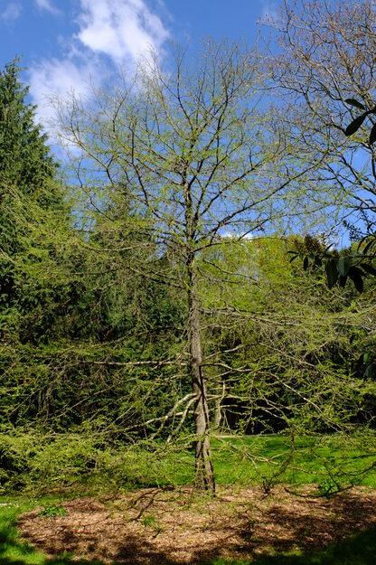April tree photo