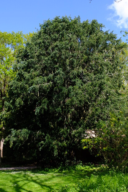 Photo of Prumnopitys andina