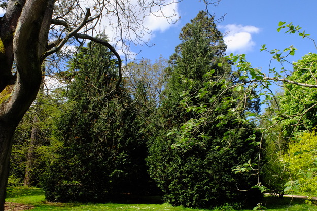 April tree photo