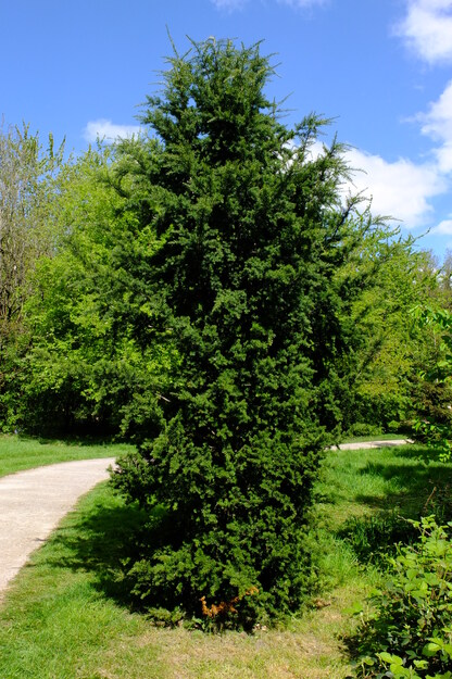 Harris Garden tree photo