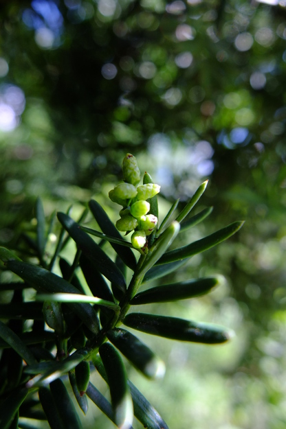 April close-up photo