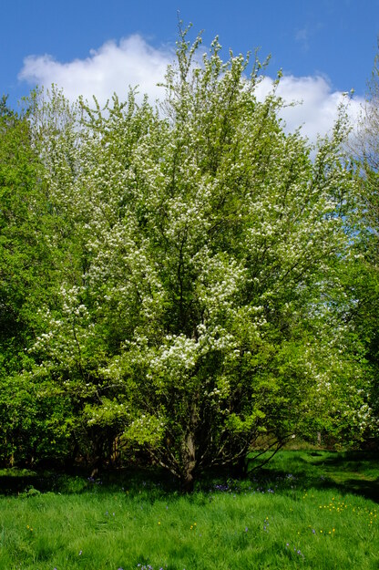 April tree photo