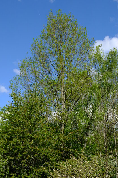 April tree photo