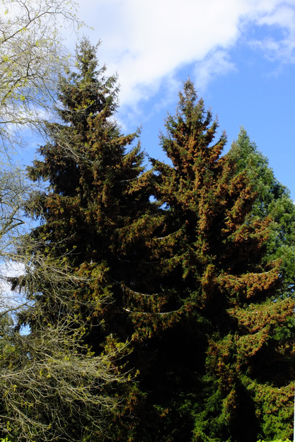 April tree photo
