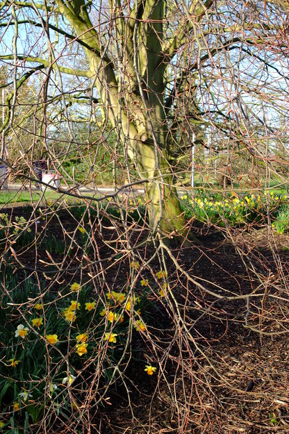 March close-up photo