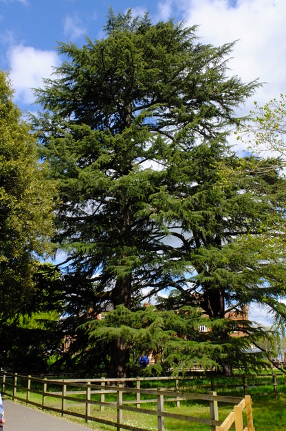 April tree photo