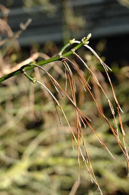 March close-up photo
