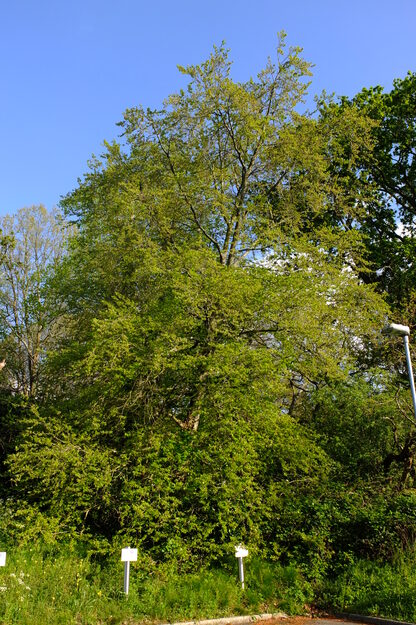 April tree photo
