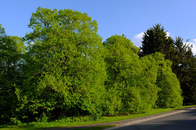 April tree photo