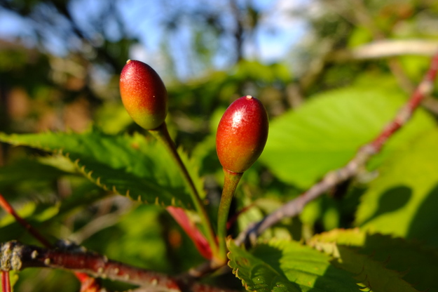 April close-up photo