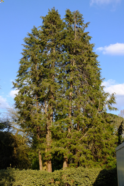 Whiteknights Quad tree photo