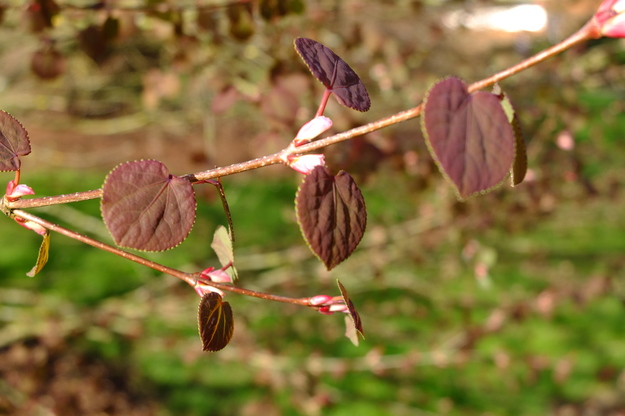 March close-up photo