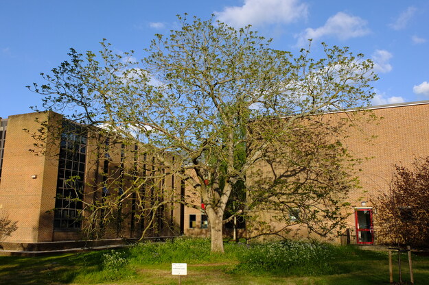 April tree photo