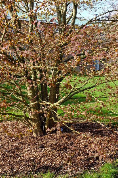 March close-up photo