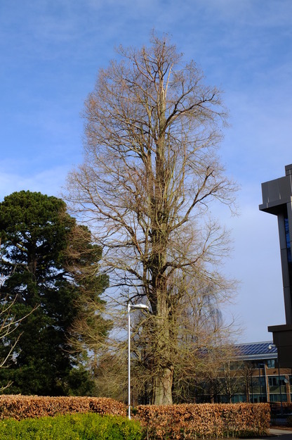 March tree photo