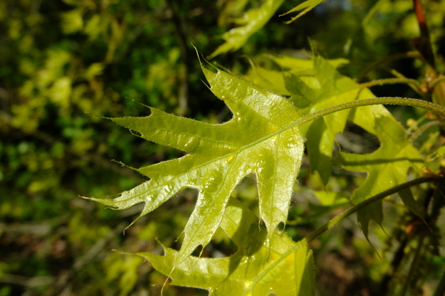 April close-up photo