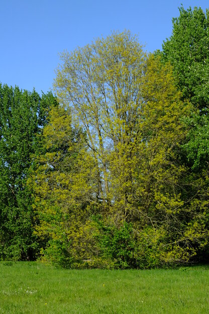 April tree photo