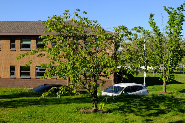 April tree photo