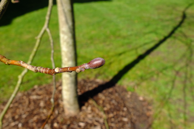 March close-up photo