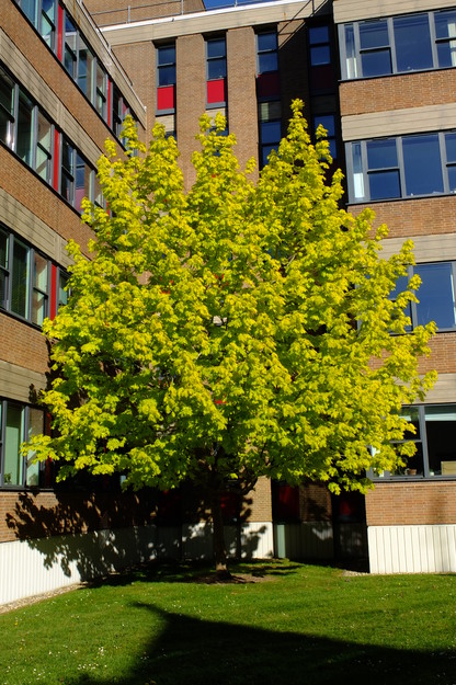 Photo of Acer platanoides 