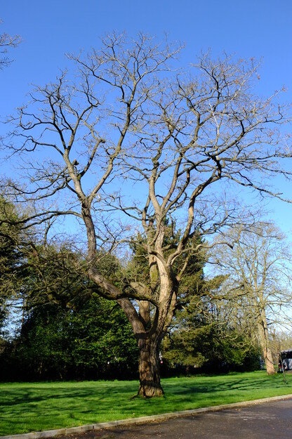 March tree photo