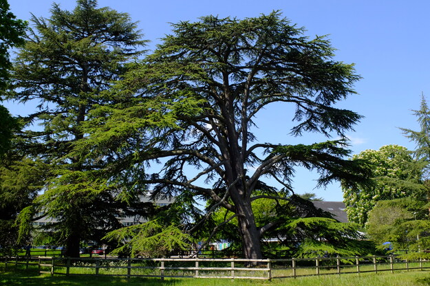 Photo of Cedrus libani