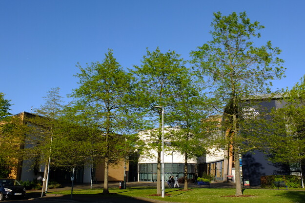 April tree photo