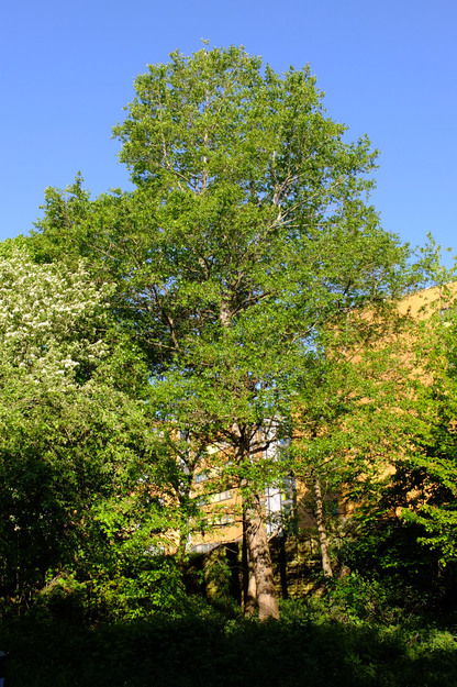 April tree photo