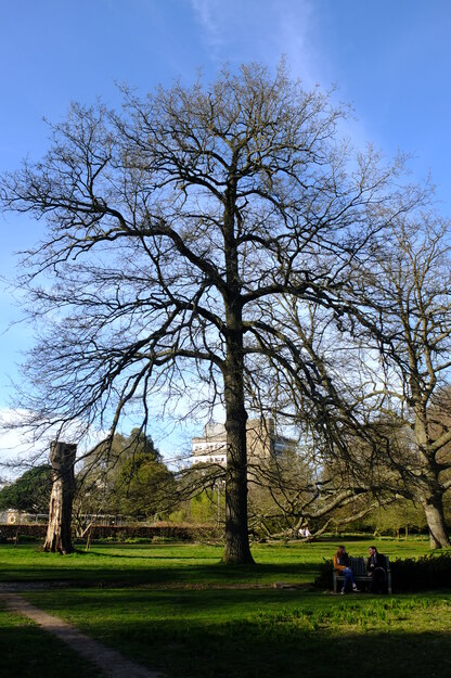 March tree photo