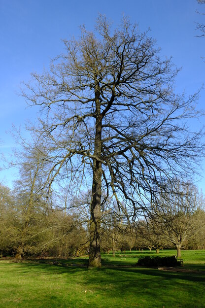 March tree photo