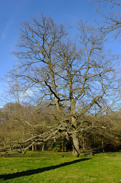 March tree photo