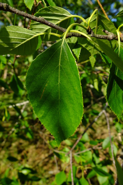 April close-up photo