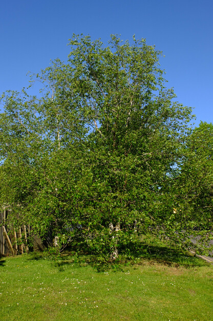 April tree photo