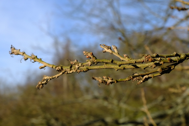 March close-up photo